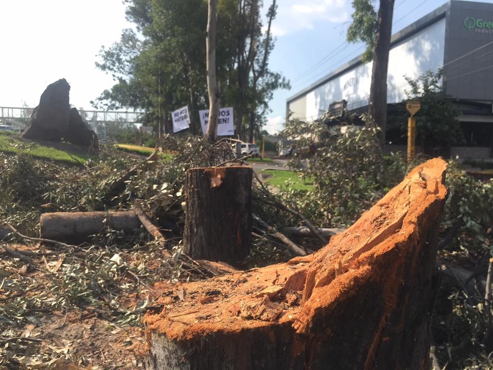Justifica gobierno de Zapopan tala de árboles en periférico - Tráfico ZMG