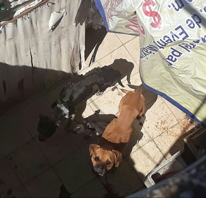 Sin resolver casos, lanzan manual de denuncia del maltrato animal