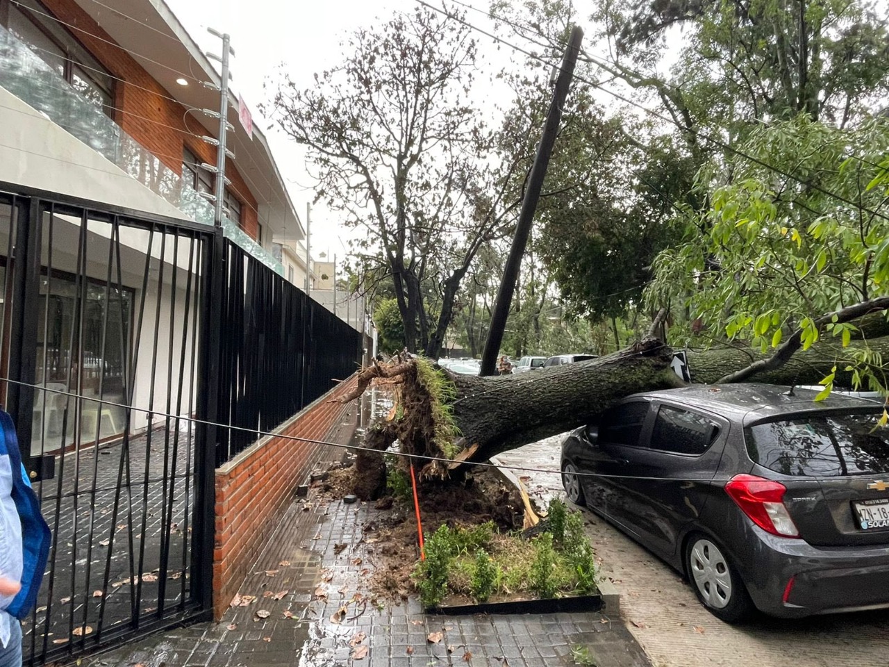 Al menos 10 árboles cayeron por los fuertes vientos de la lluvia de esta  tarde