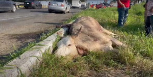 Vehículo se impacta contra una vaca en carretera a Chapala